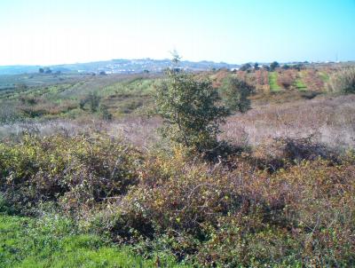 : property For Sale Bombarral Portugal