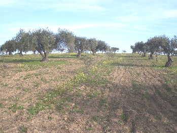  : property For Sale Moura Portugal